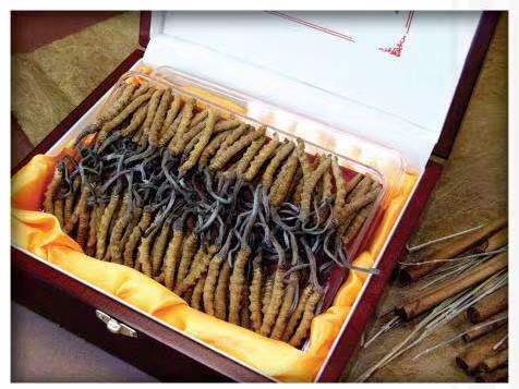 梁平冬虫夏草回收